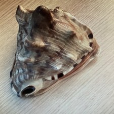 Large antique conch shell - antique,