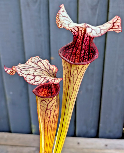 Sarracenia leucophylla x - sarracenia, l7