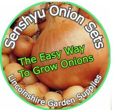 Autumn Planting Onion Sets