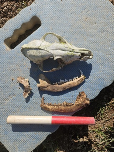 Real fox skull with - fox, one