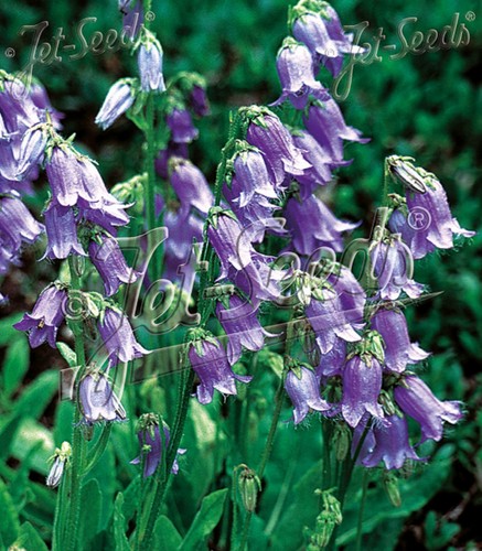 Campanula barbata bearded - barbata,