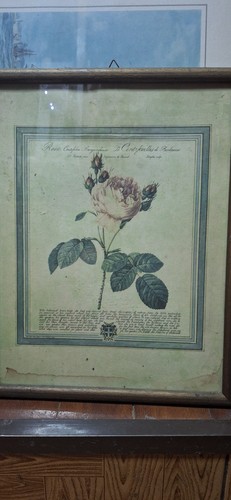 Antique redoute rosa - antique,