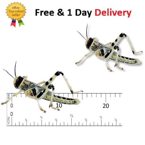 Live locusts - (10mm-20mm),