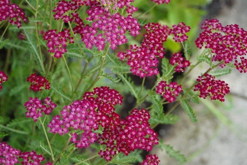 Achillea collection 5 - ,