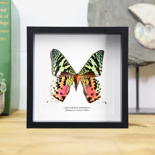 Framed madagascan sunset moth - sunset,