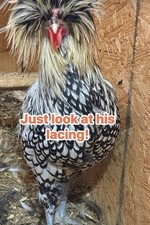 12 Polish Chicken Hatching