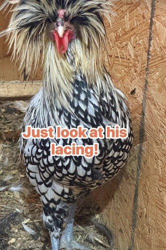 Polish chicken hatching - 12,
