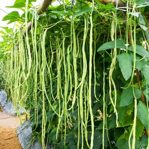 Yard long beans un metro - yard,