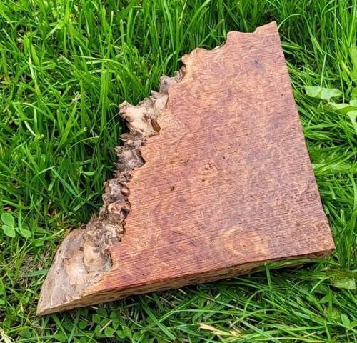 Timber scottish burr elm blank - timber,