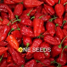 ? 100% Genuine Dorset Naga Morich Chilli Seeds, Fresh UK Seeds - High Yield ?
