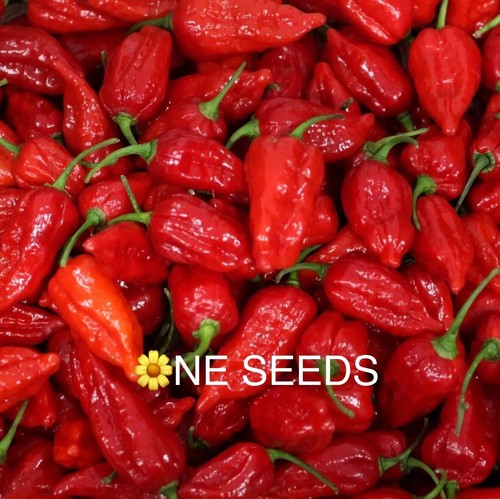 100 genuine dorset naga - 🌼,