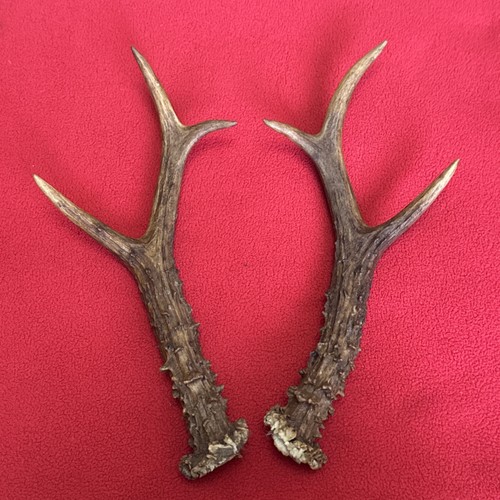 Pair roe deer - roe, antlers