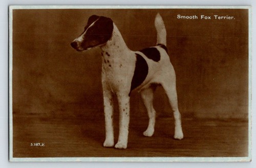 Animals dog smooth - smooth, fox