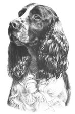 Springer Spaniel Large Superb Quality Giclee Print by Mike Sibley, Collectable