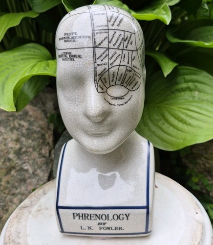 Phrenology head bust - phrenology,