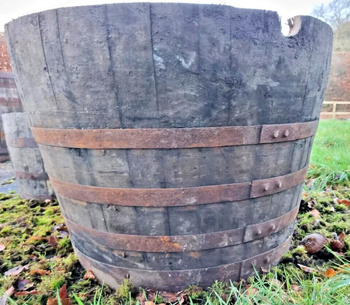Giant extra large oak - giant,