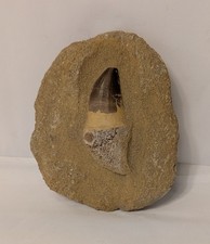 Fossil Mosasaur Tooth - Dinosaur Teeth In Matrix - Cretaceous - Morocco