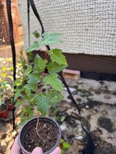 Amur Maple tree saplings