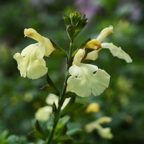 Salvia sunshine dream - dream, yellow