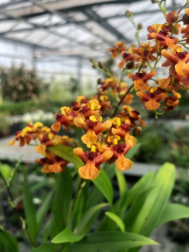Oncidium twinkle anna orange - oncidium,