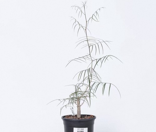 Pot 12cm raresucculent plant - 12cm,