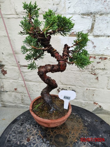 Mini chinese juniper - chinese,