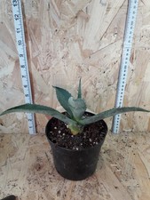 Agave Americana -Actual plant shown is one on sale