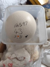 Large Ready Blown ostrich Egg