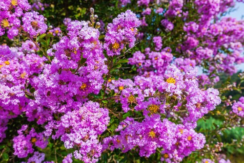 Lilac crepe myrtle - crepe, crape