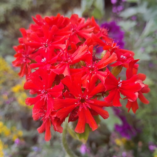 Jerusalem cross perennial - x,