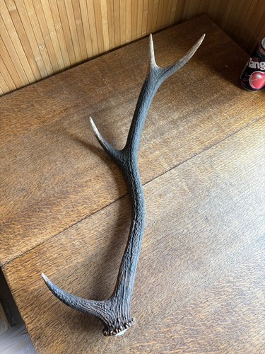 Single red deer - red, 4