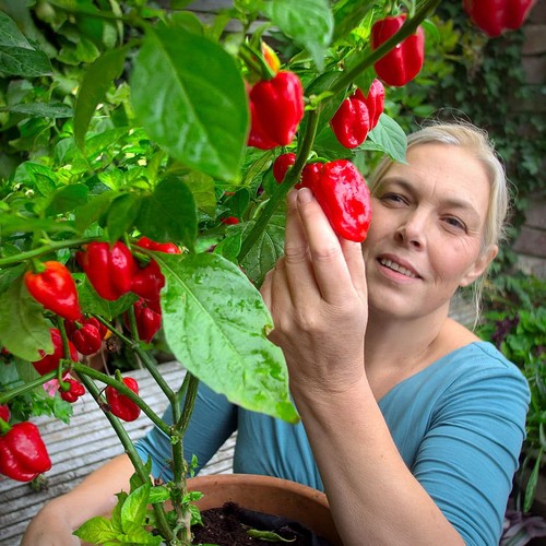 Chilli plant collections - collections, –