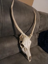 Taxidermy Red Deer Antlers