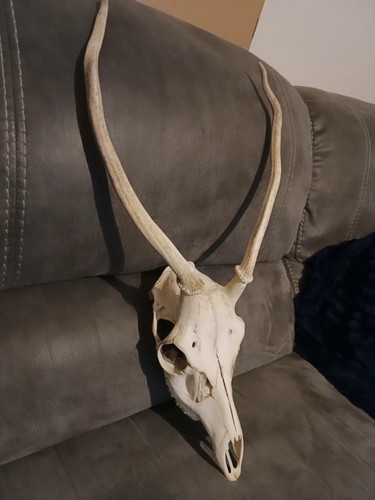Taxidermy red deer - taxidermy, antlers
