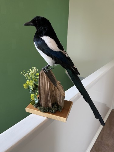 Taxidermy magpie this not - magpie, is