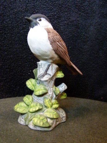 Black capped chickadee bird - black-capped,