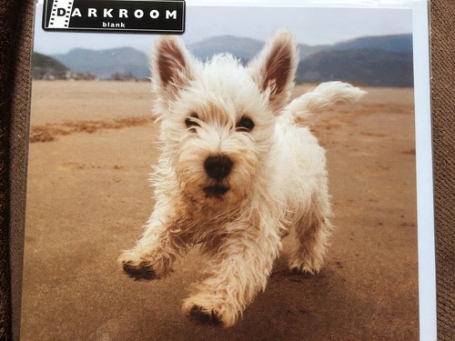 Westie dog highland terrier - westie,