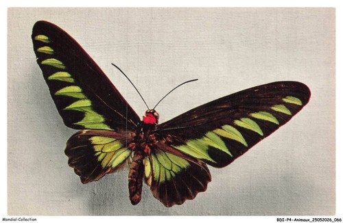 Bdip4 0275 animaux butterflies - bdip4-0275-animaux,