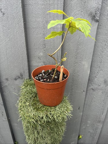 English oak bonsai starter - english,