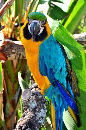 Macaw parrot yellow - macaw,