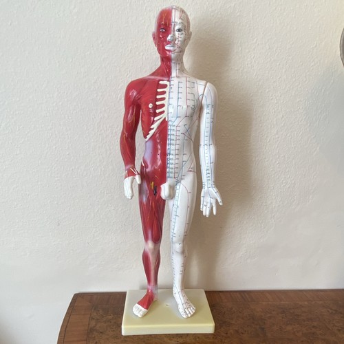Acupuncture model points and - model,