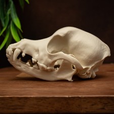 Dachshund Skull Replica Life