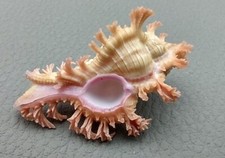 Pendant Murex Seashell