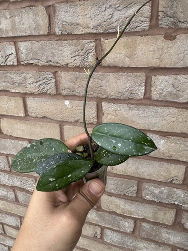 Hoya carnosa splash rooted - splash,