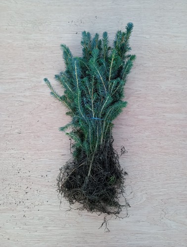Sitka spruce bare - bare, root