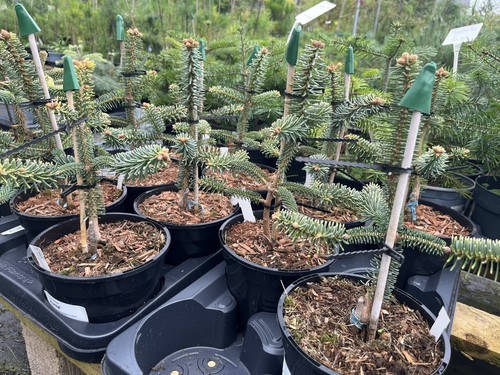 Spanish fir aurea - 'aurea', |