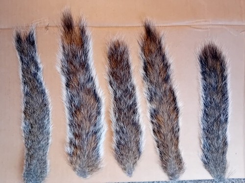 Squirrel tails - 5, x