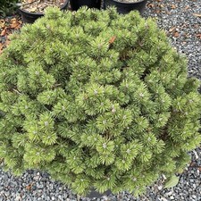 Pinus Mugo Mughus Evergreen