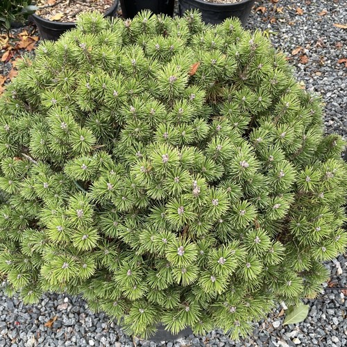 Pinus mugo mughus evergreen - mugo,
