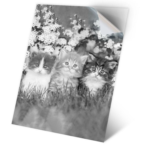 Vinyl sticker bw - 1, x